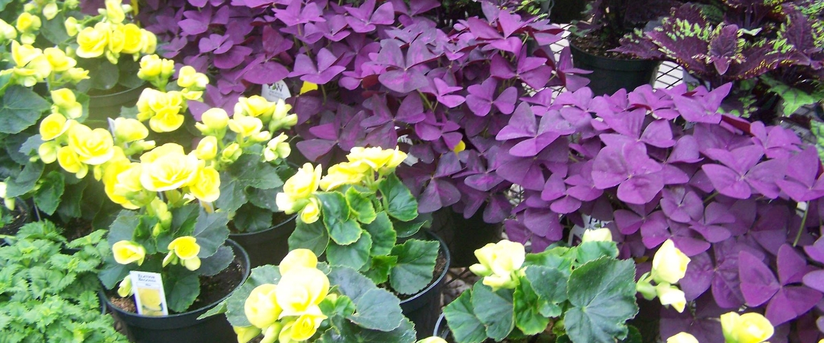 Andrew's Greenhouse, Amherst, MA