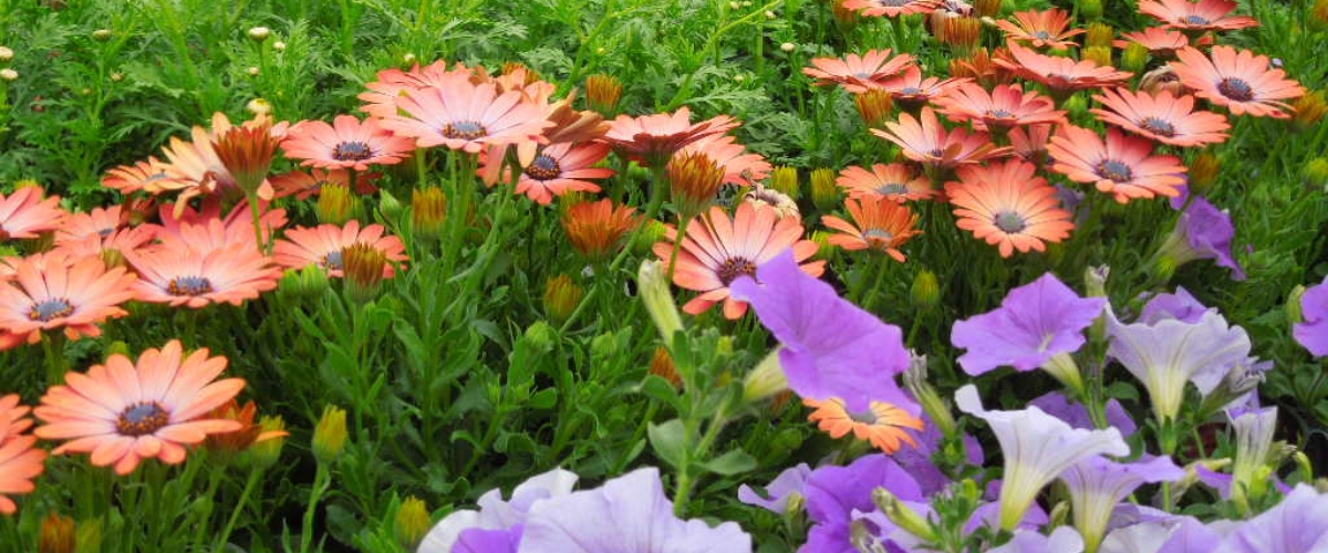 Andrew's Greenhouse, Amherst, MA