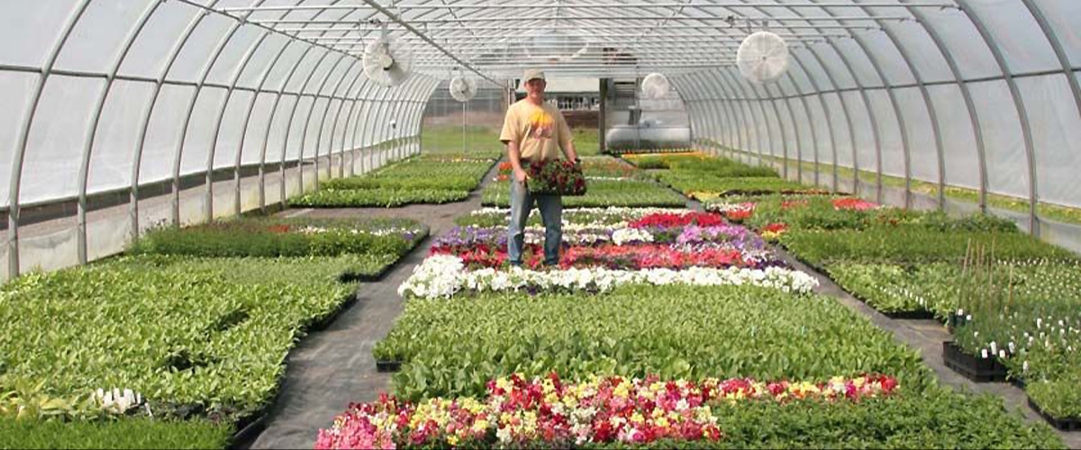 Andrew's Greenhouse, Amherst, MA