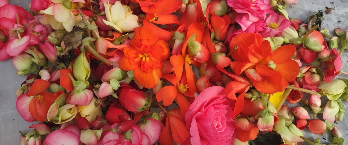 Andrew's Greenhouse, Amherst, MA