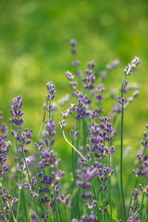 pexels lavender3