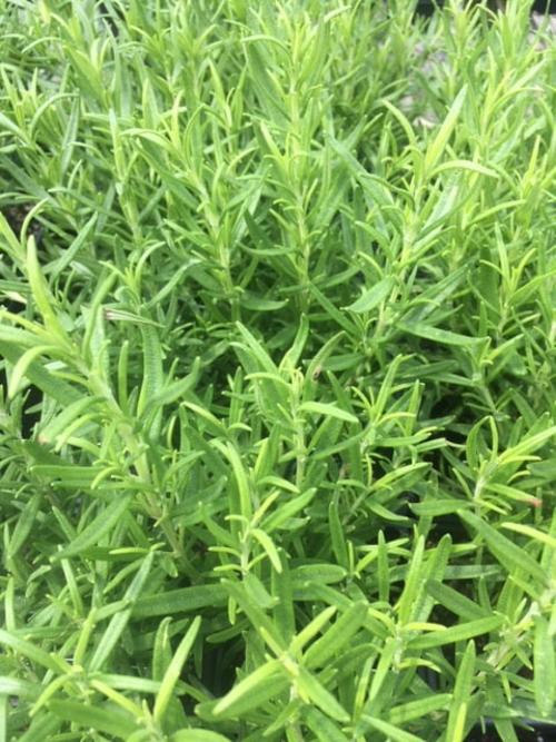 rosemary