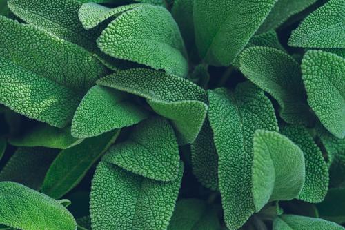sage free photo of close up of a plant