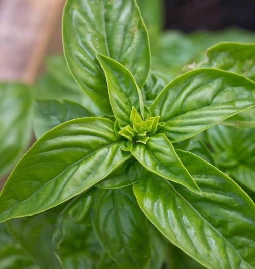 sweet basil