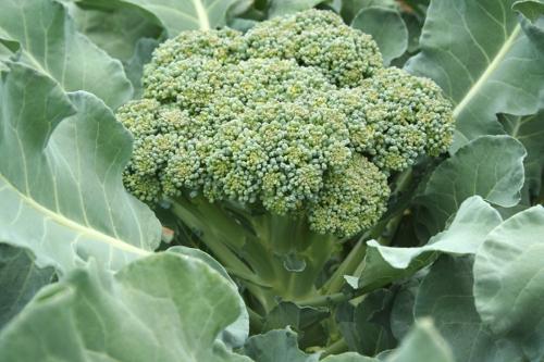 broc