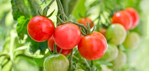 cherry tomato
