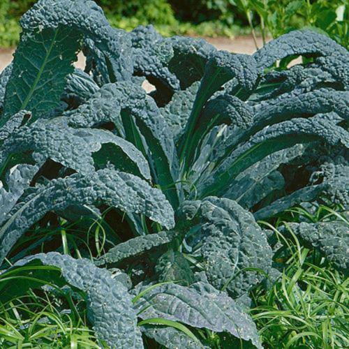 lacinato kale