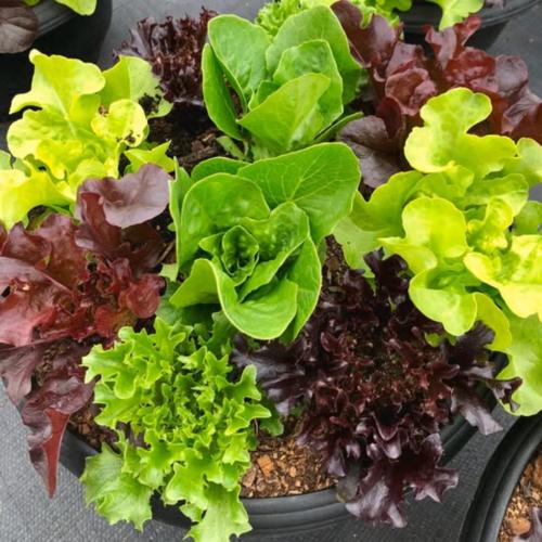 lettuce collection