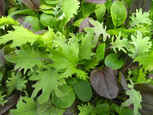 mesclun
