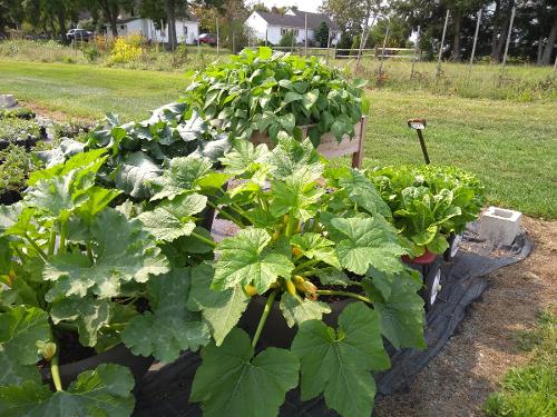 veggie garden