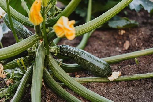 zucchini plant pexels photo