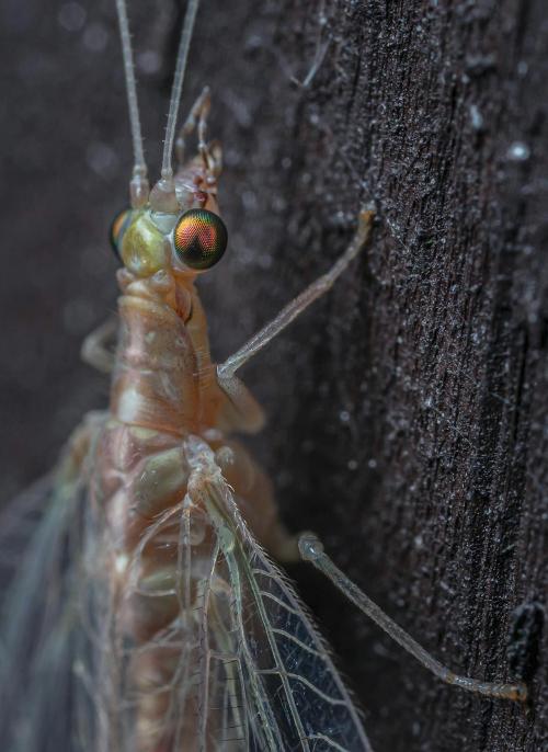 pexels biocontrol 1