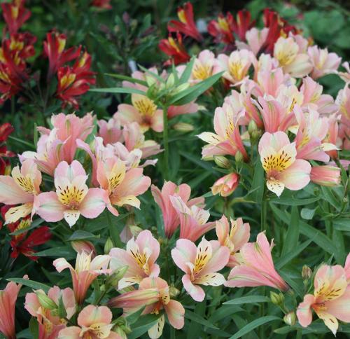 alstroemeria inca ice