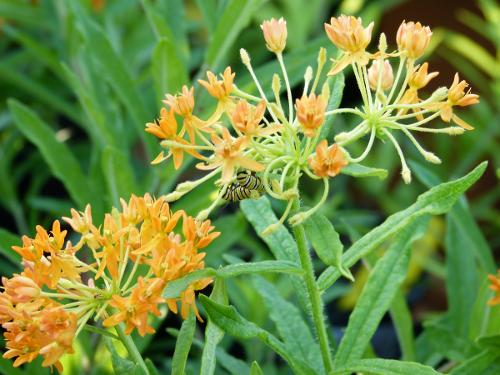 asclepias