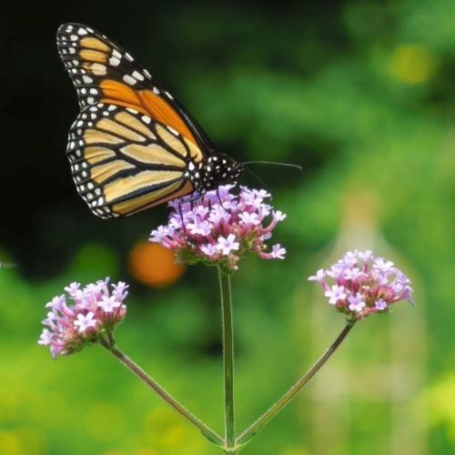butterfly on verbena