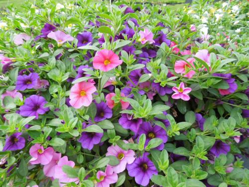 callie pink and purple