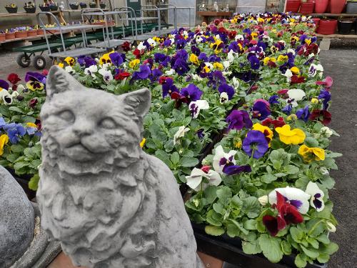 cat and pansies