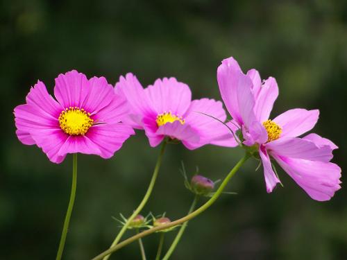 cosmos