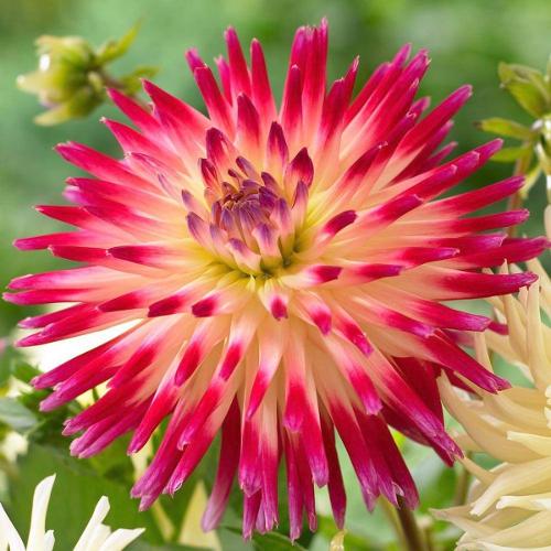 dahlia 2