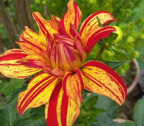 dahlia 6