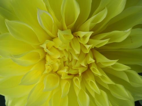 dahlia yellow