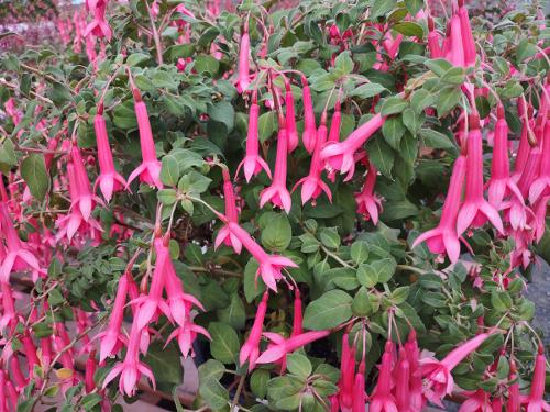 fuchsia 1