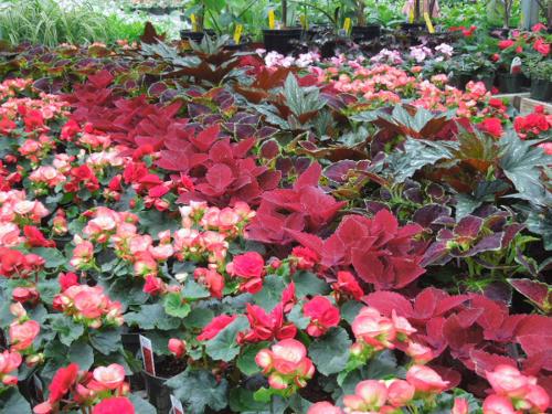 greenhouse 5