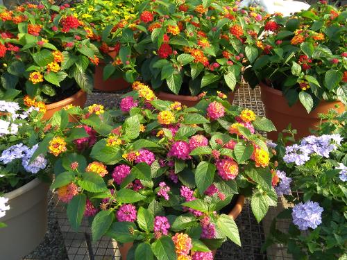 Annual Plants - stripe 2
