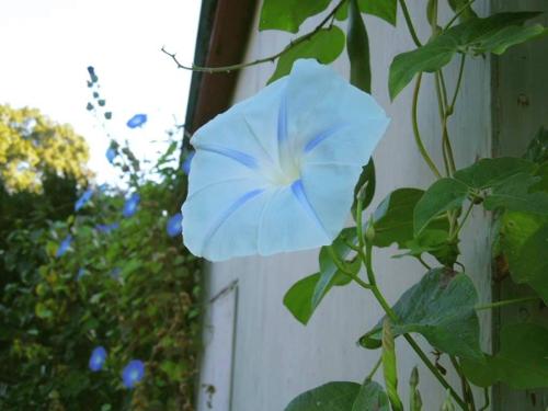 morning glory ismay