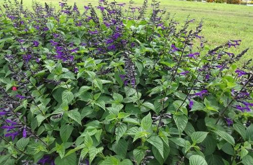salvia rockin deep purple