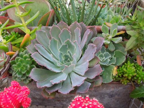succulent echevaria