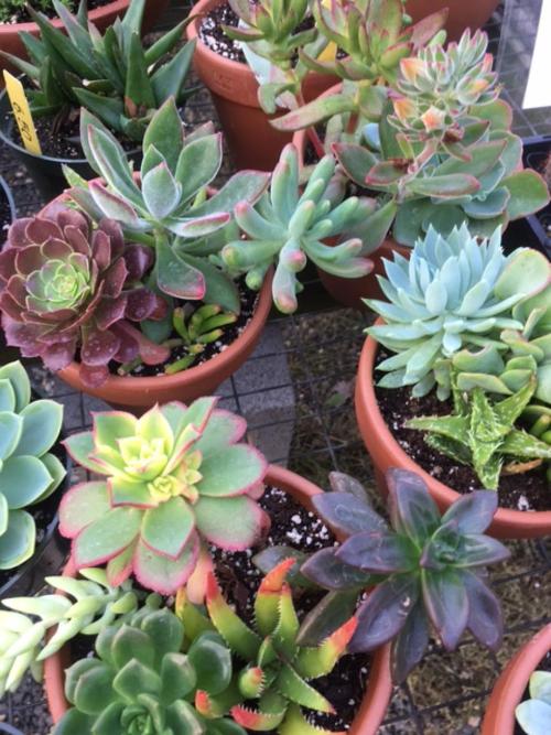 succulents mixed