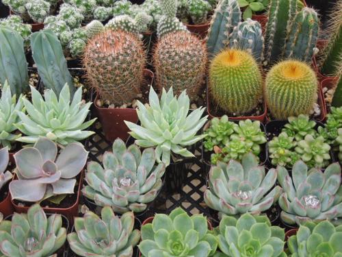 succulents