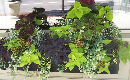 window box