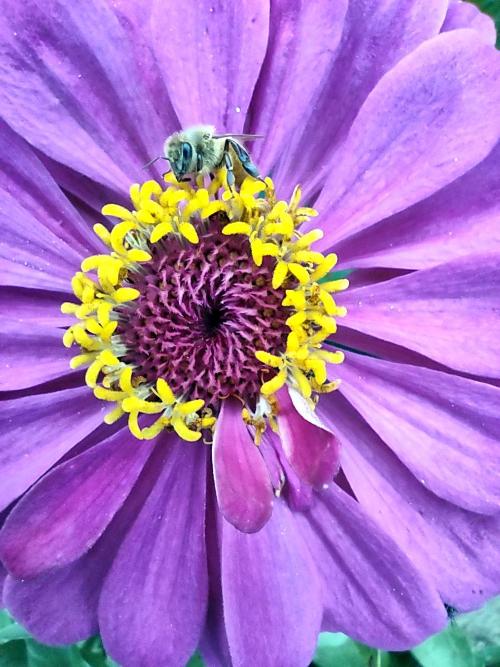 zinnia (2)