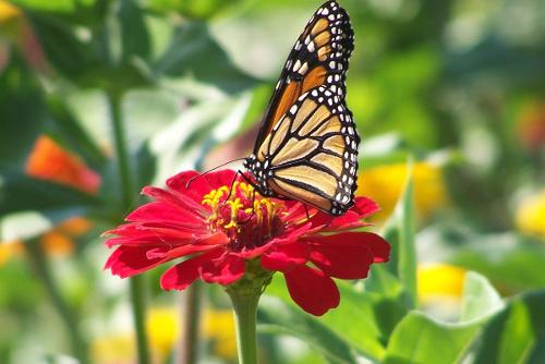 zinnia 