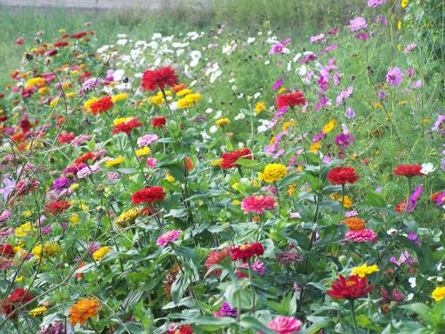 zinnia field
