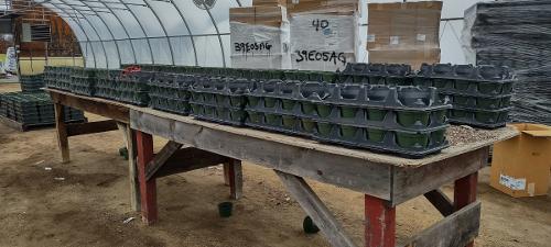 assembling flats of pots