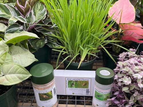 beneficials