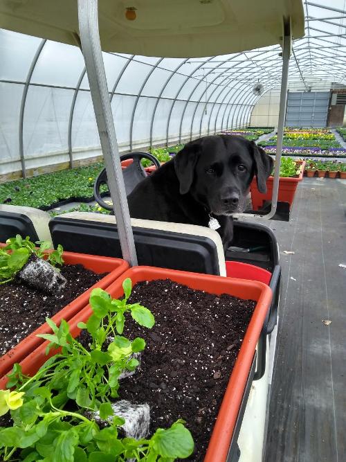 best helper 1