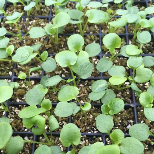 just germinated 2 (1)