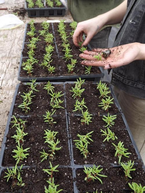 planting seedlings