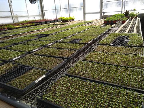 scores of newly germinated plants solar house