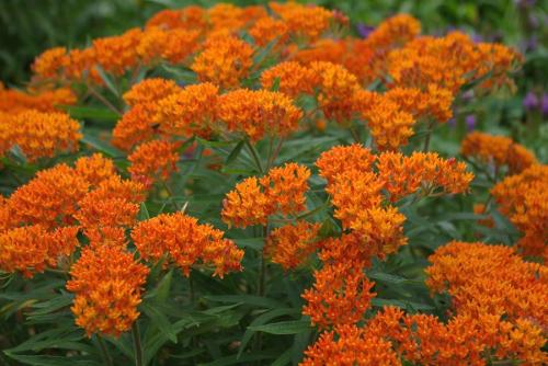 asclepias