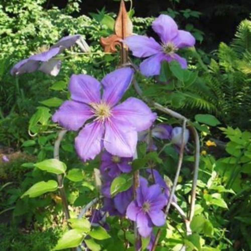 clematis