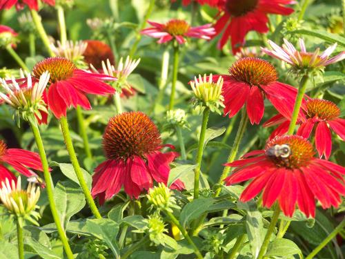 echinacea