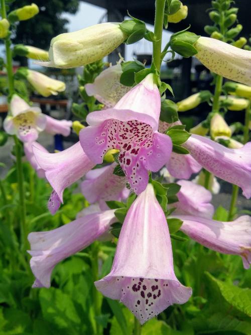 foxglove