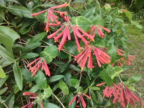 lonicera