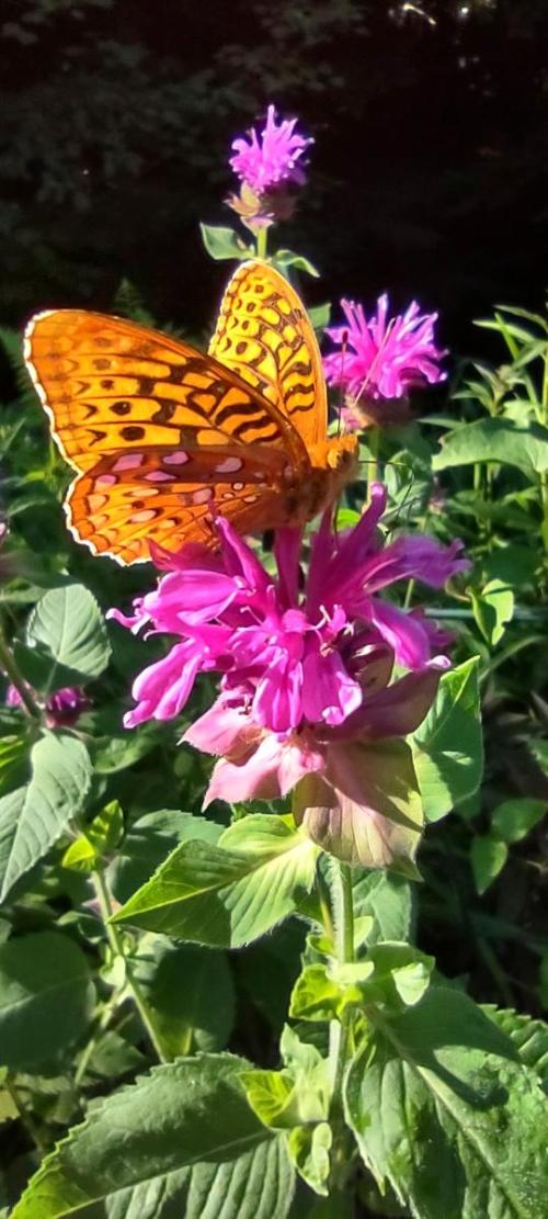 monarda