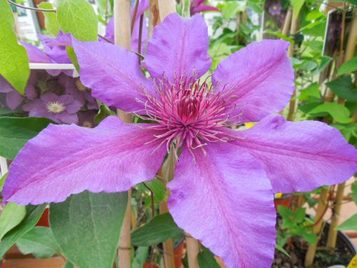 pink clematis